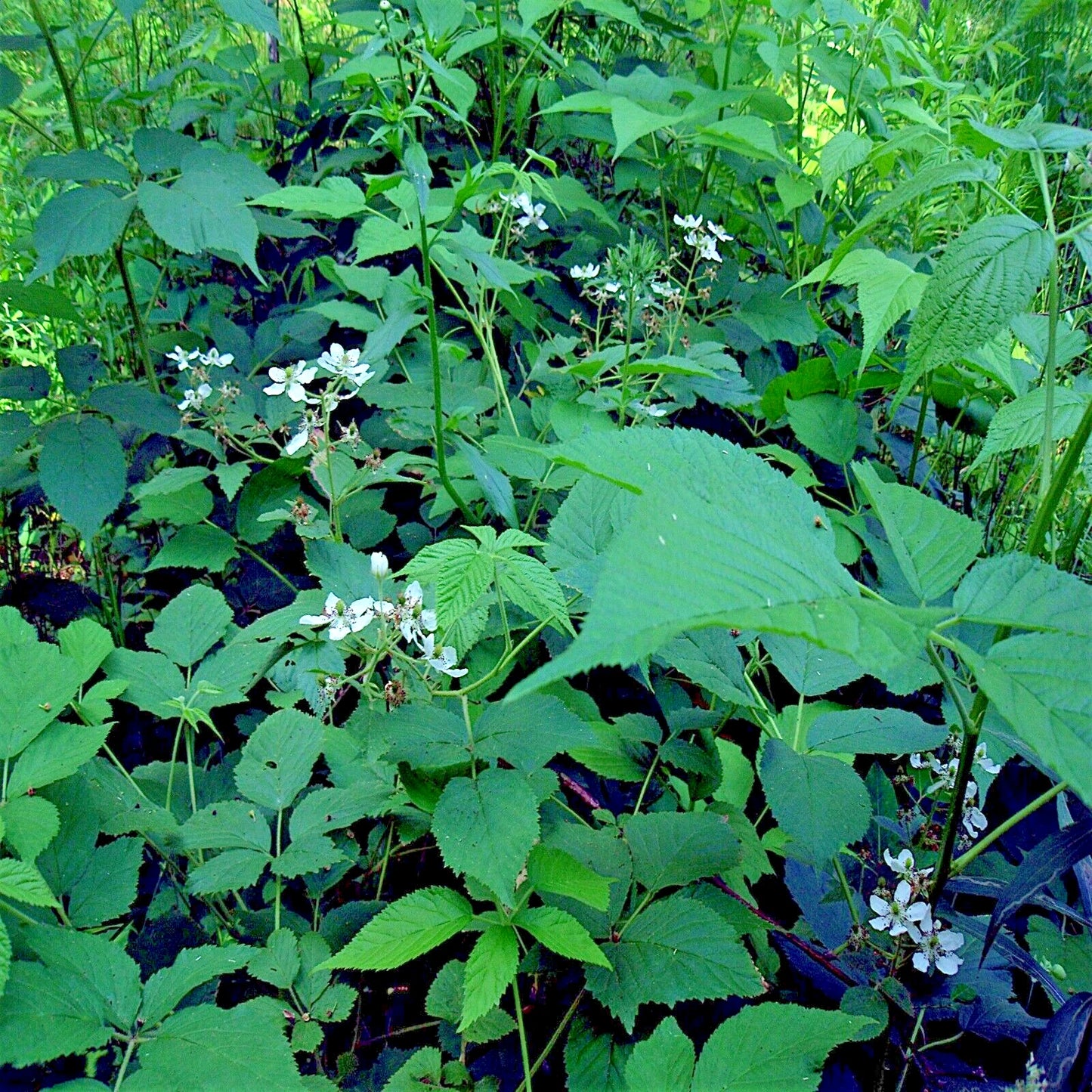Allegheny Blackberry bush green foliage with white flowers in a natural setting
