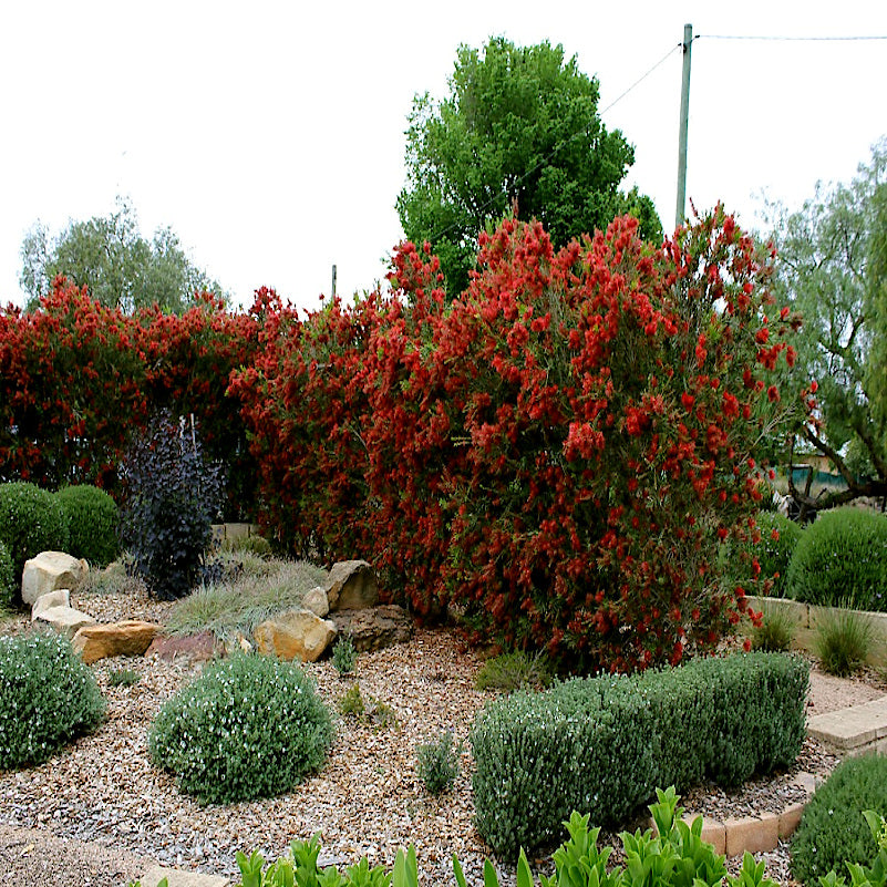 Red flowering Crimson Bottlebrush bush in a garden with green shrubs and rocks