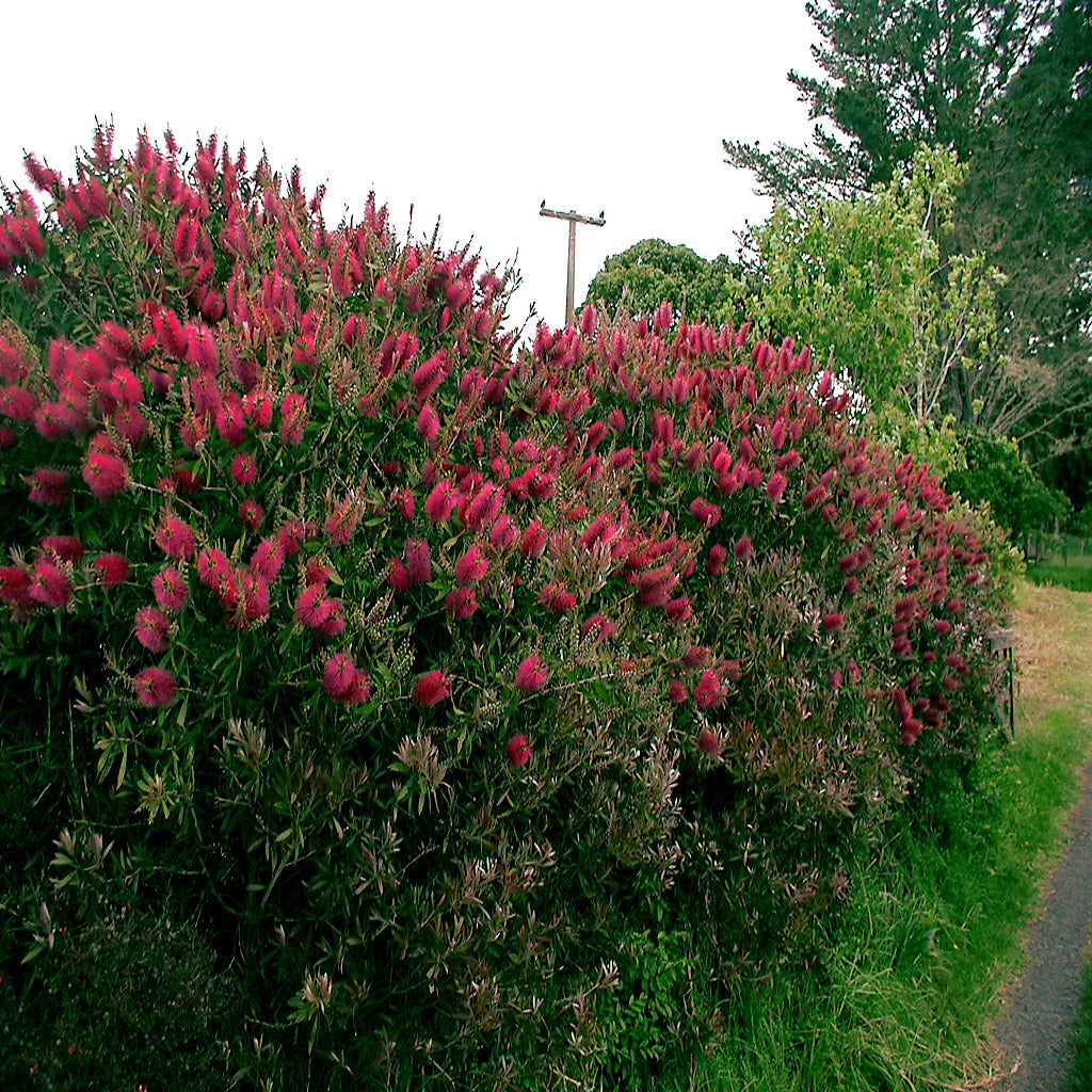 Crimson Bottlebrush Bush with red flowers along a path in a park-like setting