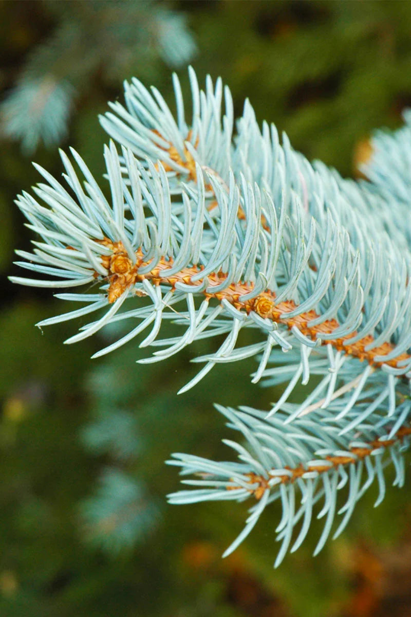 Close up view of Colorado blue spruce trees blue needles. (Picea pungens ‘Glauca’)