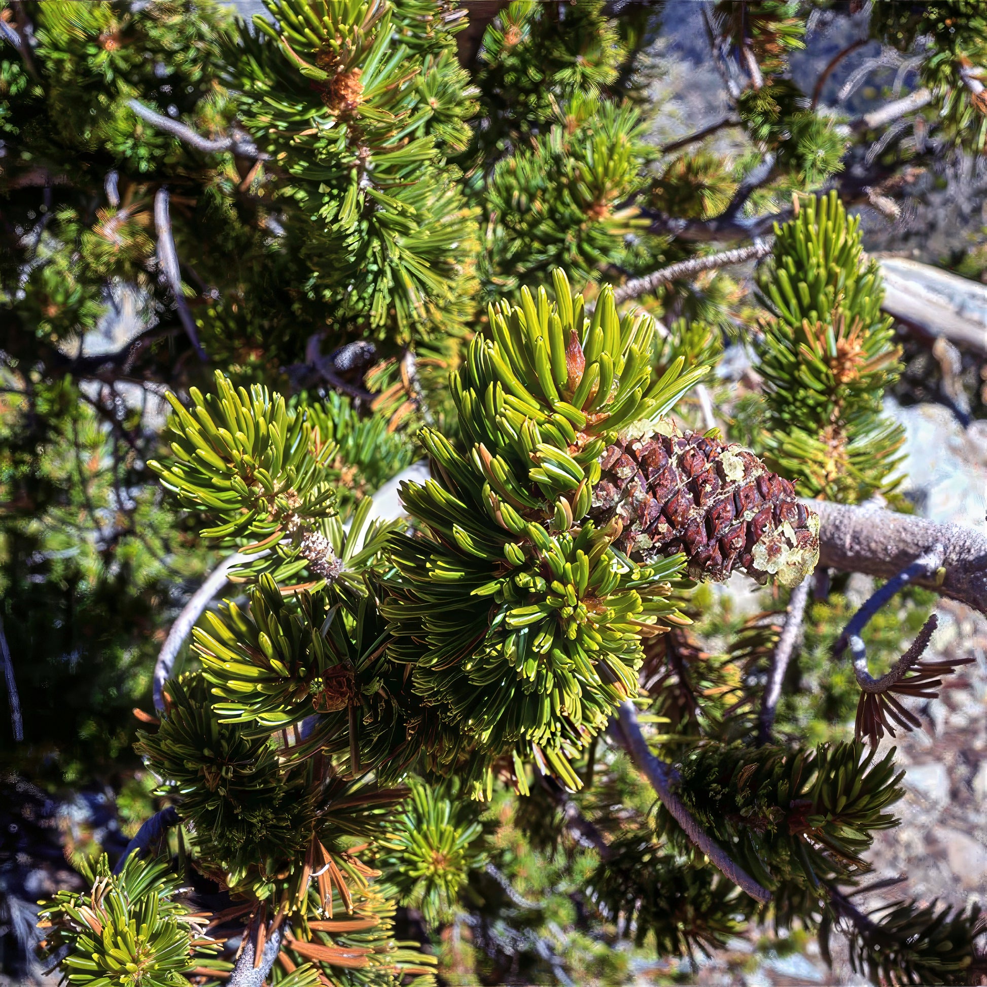 Close-up of a Bristlecone pine tree branch with green needles and a pine cone.