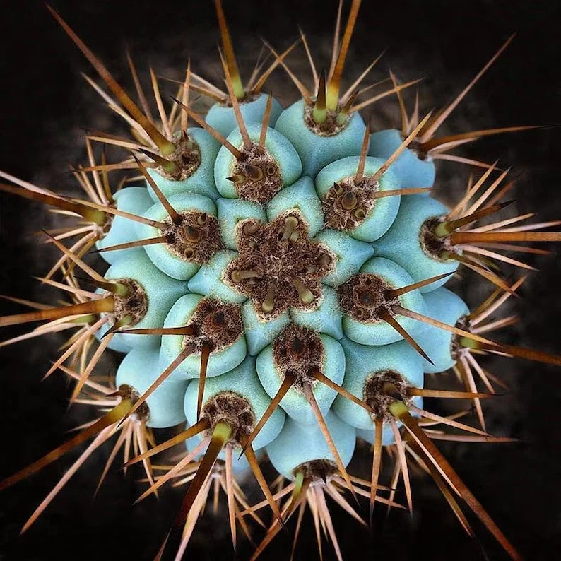 Close-up of a Blue Cereus cactus with blue-green pads and brown spines on a dark background. (Browningia hertlingiana)