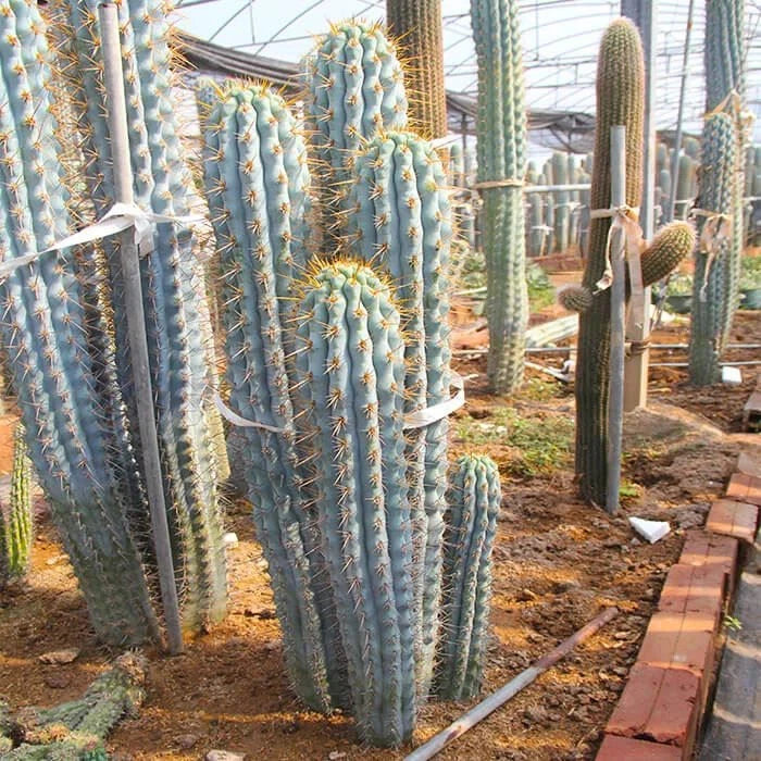Giant Blue Cereus cacti in a greenhouse setting