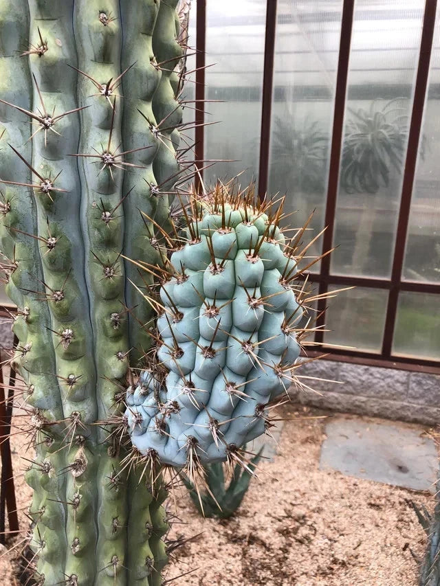 Blue Cereus Cactus with a unique blue growth on a blurred indoor background