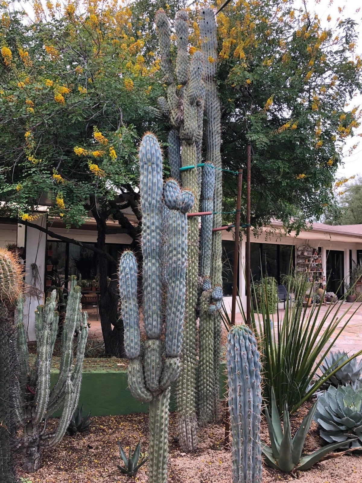 Clue Cereus Cactus plants in a garden with a house and trees in the background. (Browningia hertlingiana)