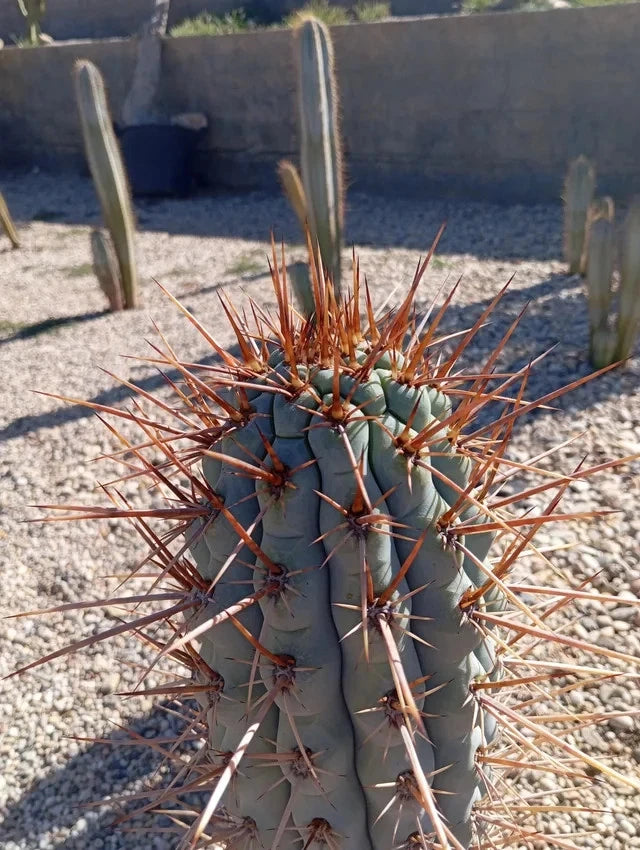 Blue Cereus Cactus with spines in a desert-like setting