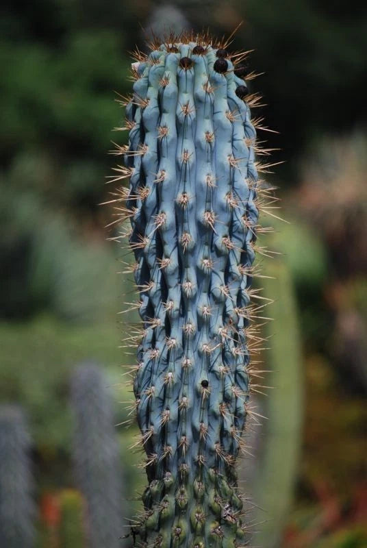 Tall blue Cereus cactus with spines against a blurred natural background