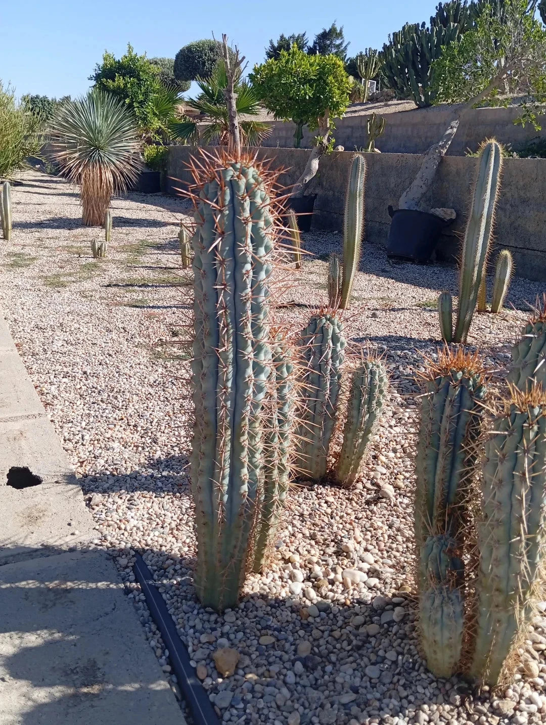 Blue Cereus Cacti in a garden setting with gravel and plants in the background. (Browningia hertlingiana)
