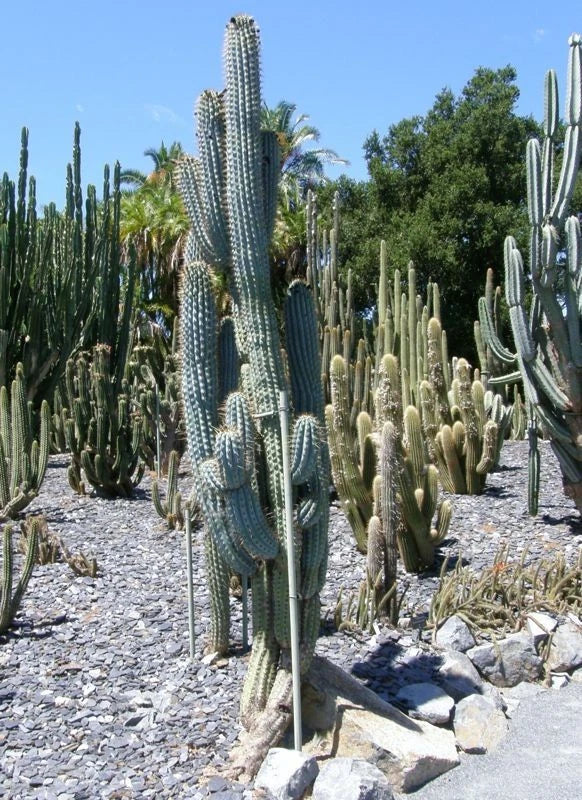Garden with Blue Cereus and other various cacti and succulents under a clear blue sky. (Browningia hertlingiana)