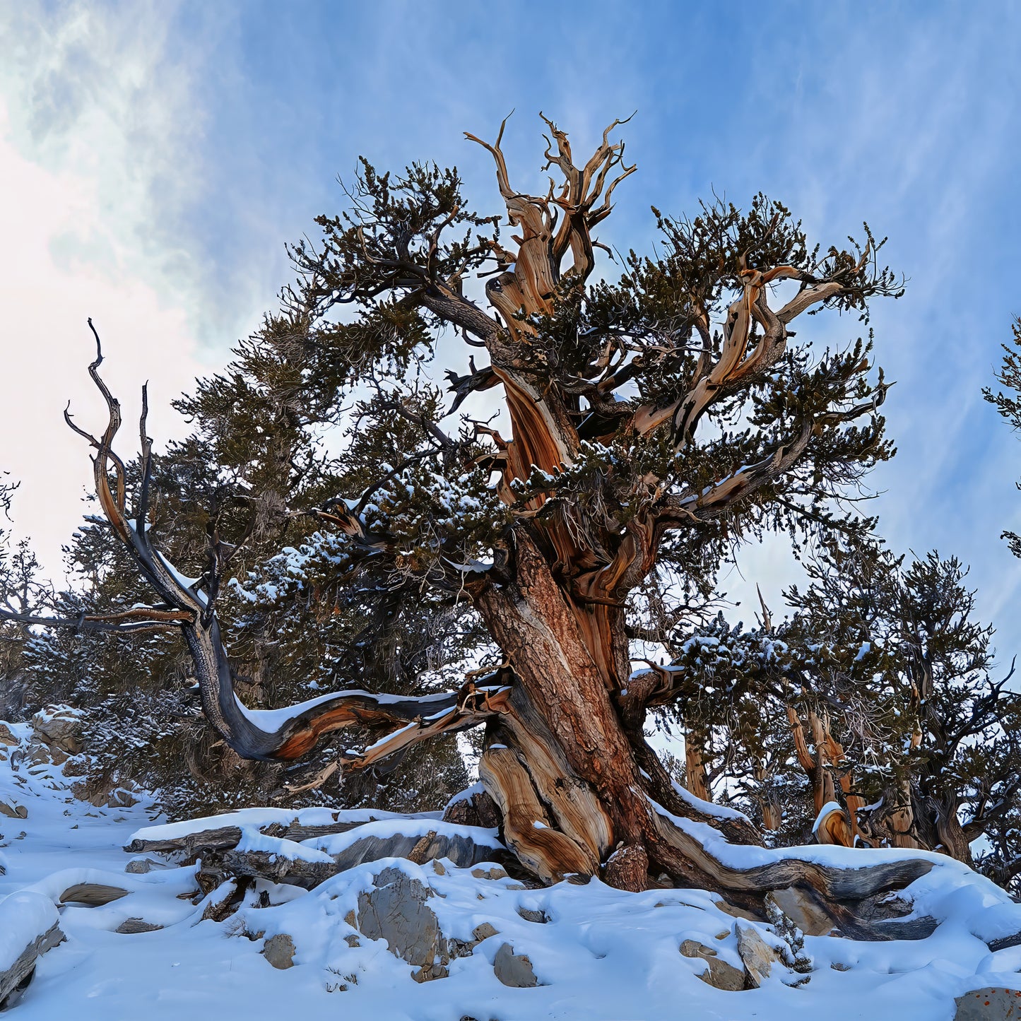 Snow-covered ancient Bristlecone Pine tree with a rugged trunk against a blue sky