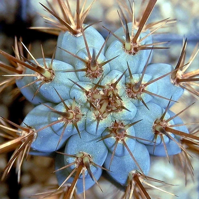 Close-up of a blue Cereus cactus with spines against a blurred background
