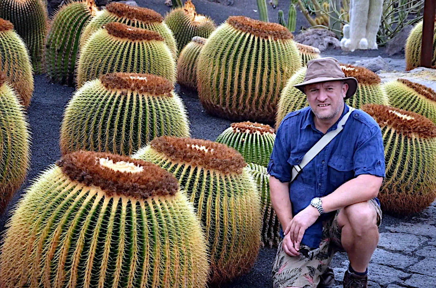 Man posing among large golden barrel cacti in a garden setting