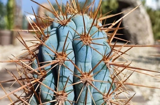 Close-up of a blue  Cereus cactus with spines against a blurred natural background. (Browningia hertlingiana)