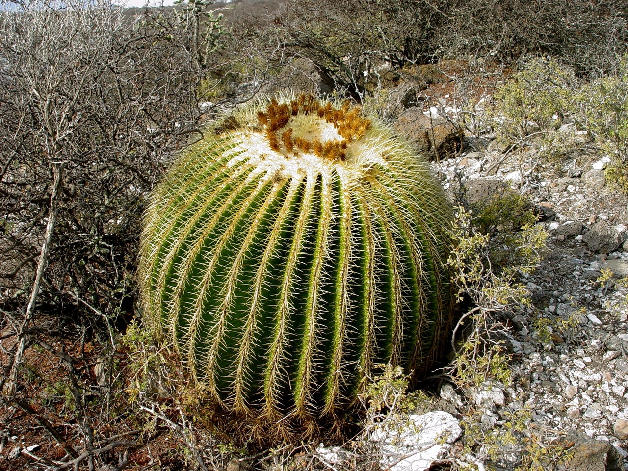 Large golden barrel cactus in a desert landscape with rocky terrain and sparse vegetation.