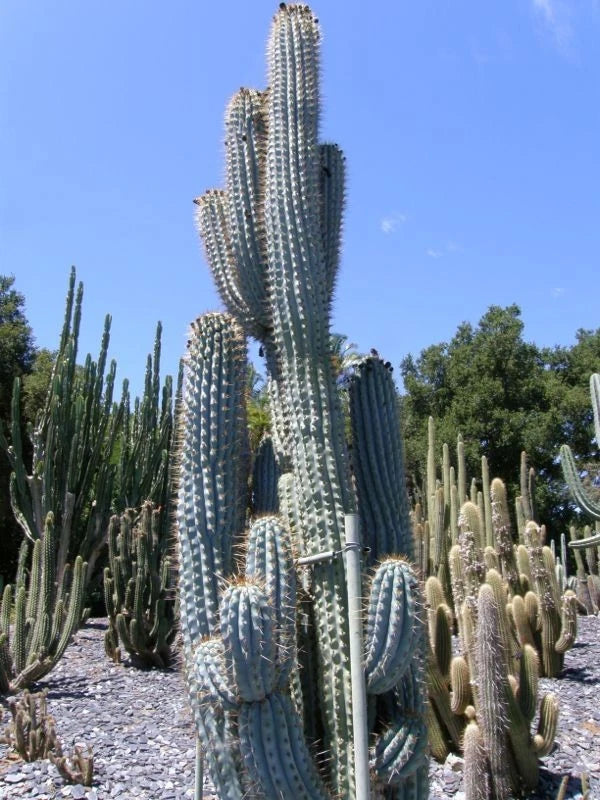Tall Blue Cereus cacti with spiky green stems against a clear blue sky. (Browningia hertlingiana)