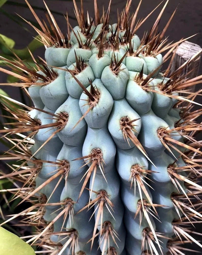 Close-up of a Blue Cereus cactus with spines against a blurred background