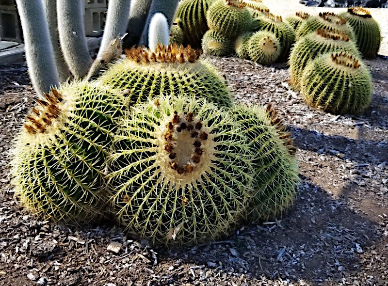 Golden barrel cactus with spines on a gravelly surface