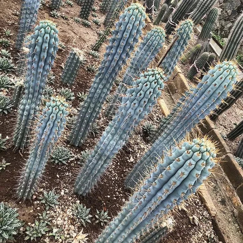Group of blue Cereus cacti in a garden setting. (Browningia hertlingiana)