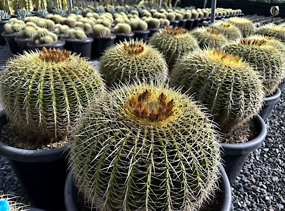 Golden barrel cacti in pots with a blurred background of more cacti.