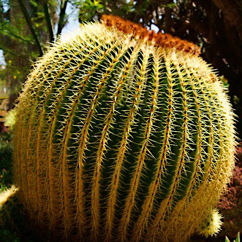 Golden barrel cactus with spines in a natural setting. (Echinocactus grusonii)