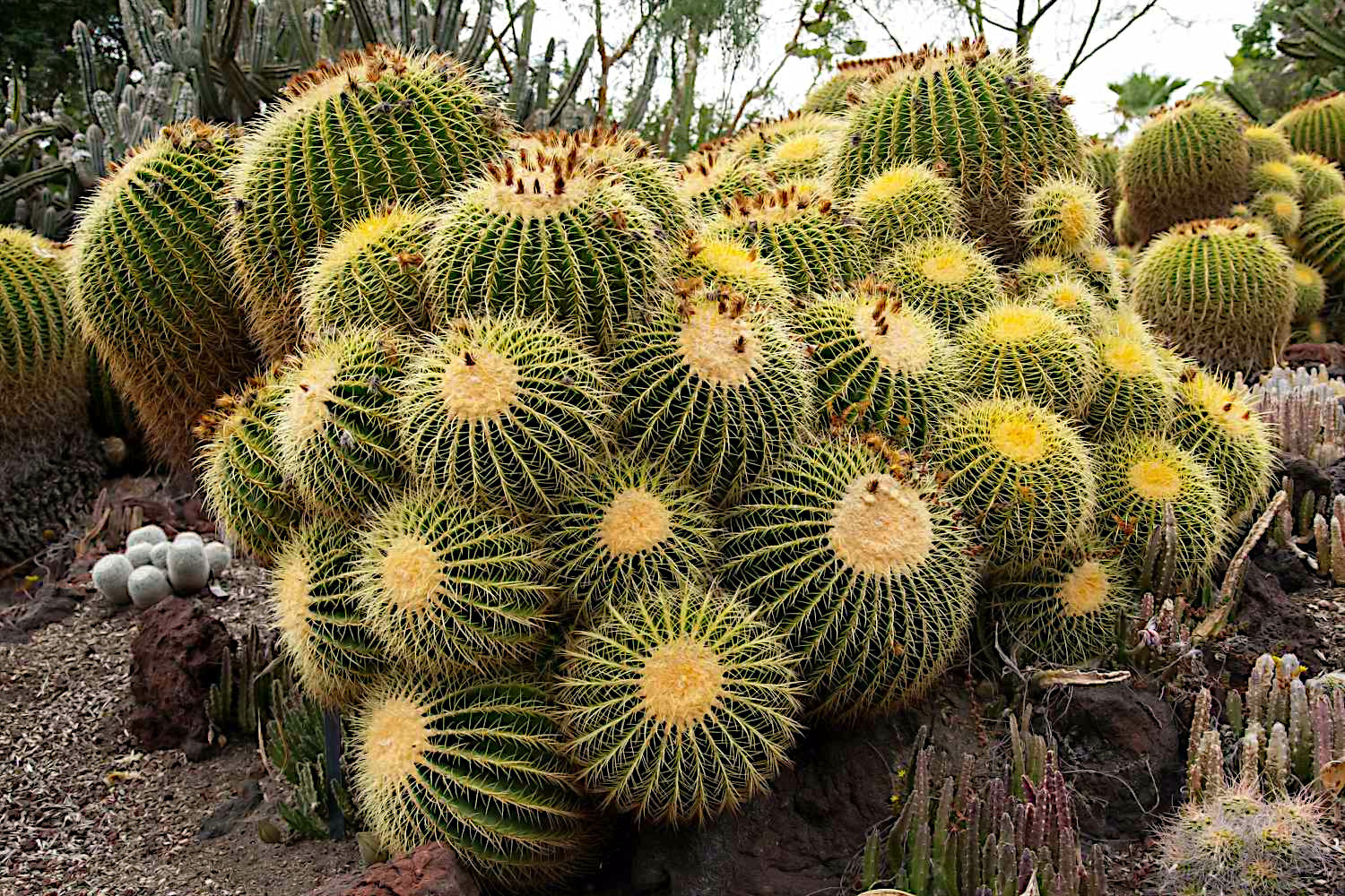 Group of Golden barrel cacti with spiky green and yellow patterns in a natural setting. (Echinocactus grusonii)