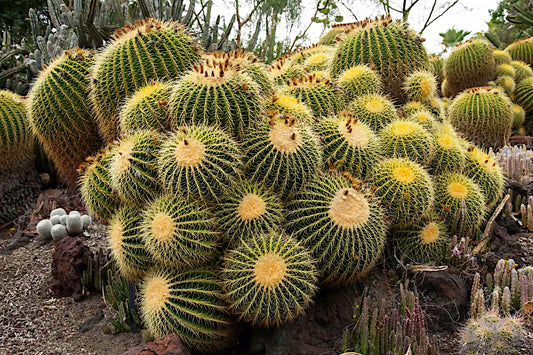 Group of Golden barrel cacti with spiky green and yellow patterns in a natural setting. (Echinocactus grusonii)