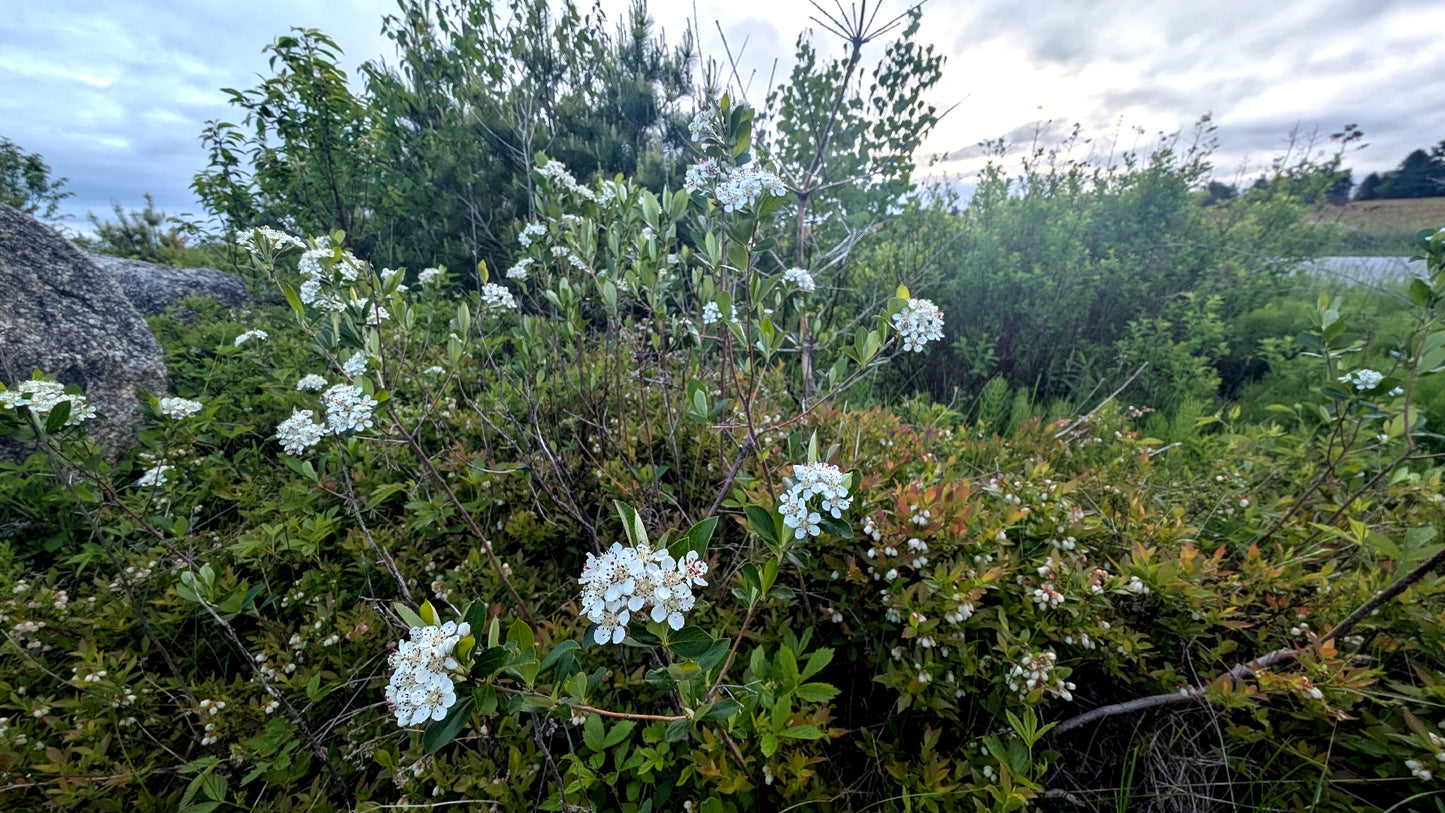 White flowers amidst green Black Chokeberry foliage with a cloudy sky. (Aronia melanocarpa)