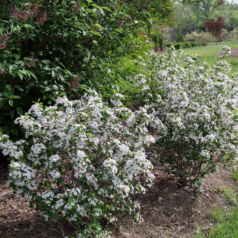 Chokeberry Bushes with white flowers and green leaves in a garden setting. (Aronia melanocarpa)