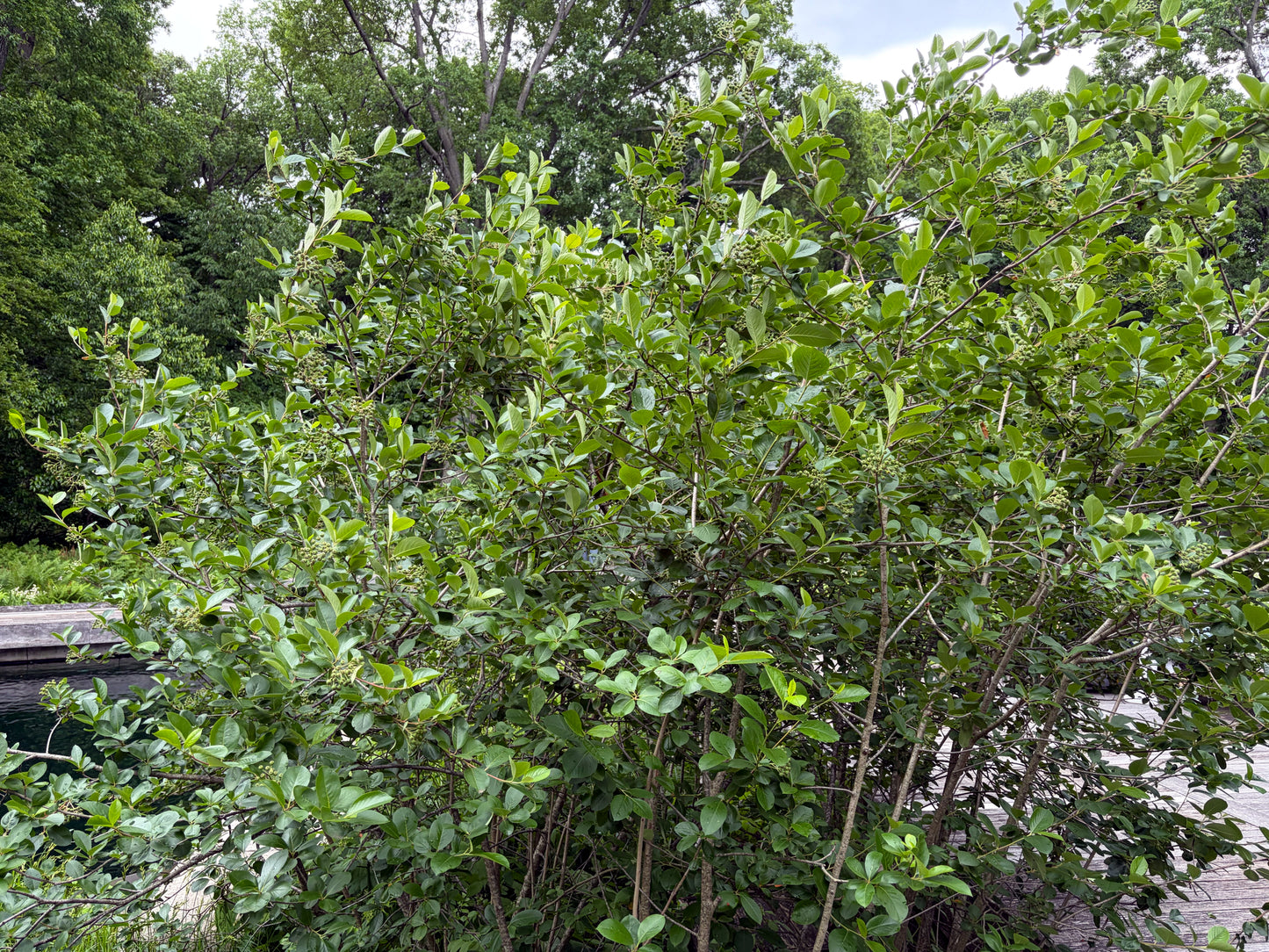 Green Black Chokeberry bush with trees in the background