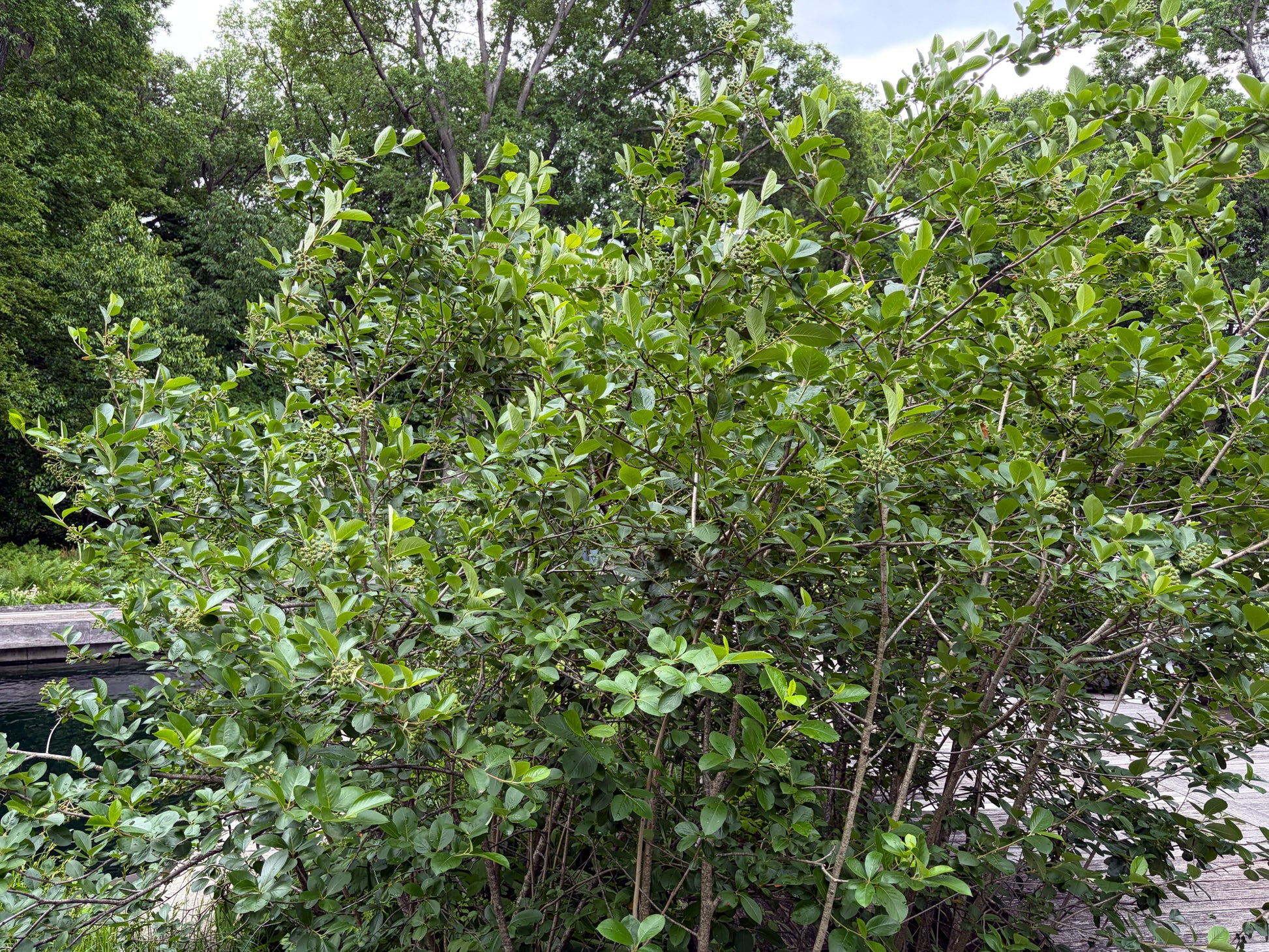 Green Black Chokeberry bush with trees in the background