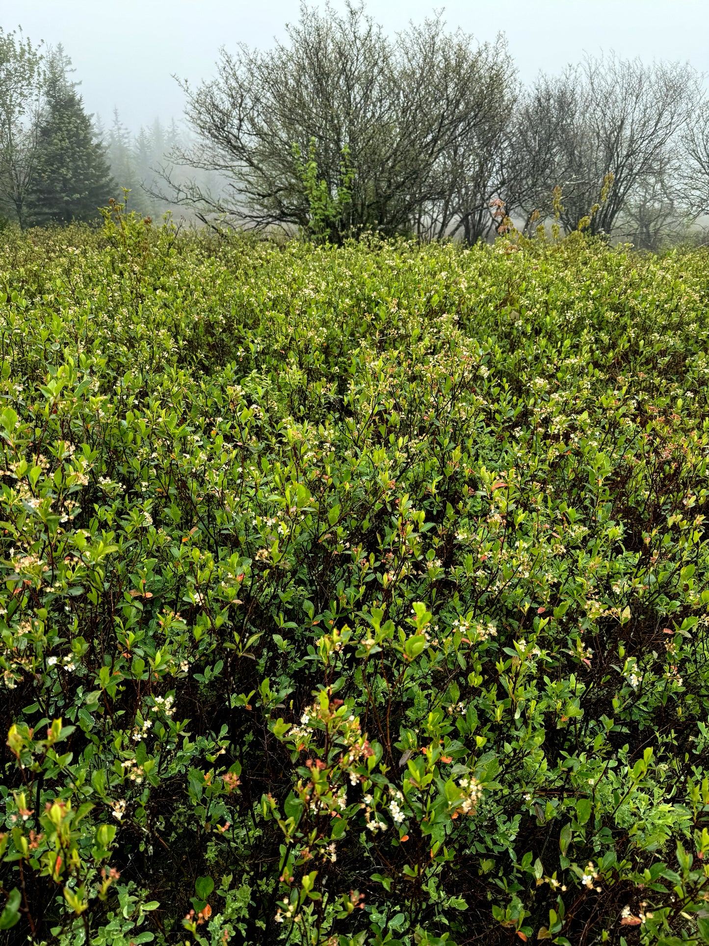 Black Chokeberry Hedge with green leaves and white flowers in a field with trees in the background. (Aronia melanocarpa)