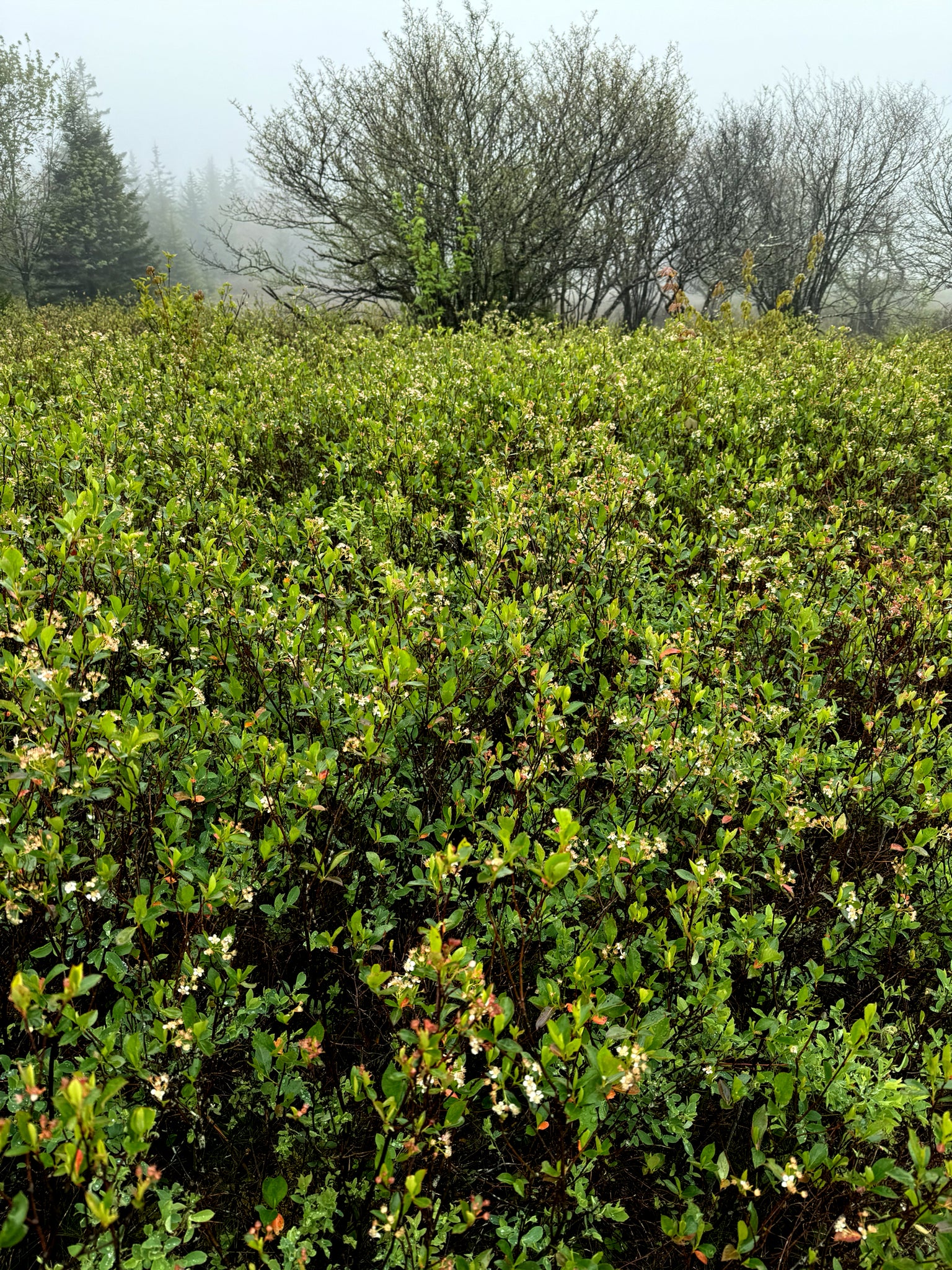 Black Chokeberry Hedge with green leaves and white flowers in a field with trees in the background. (Aronia melanocarpa)