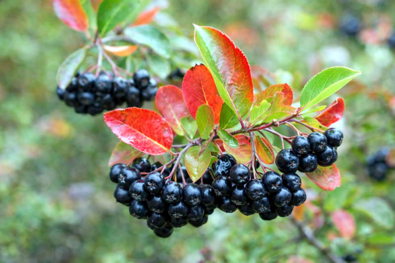 Black Chokeberries with red leaves on a branch against a blurred natural background