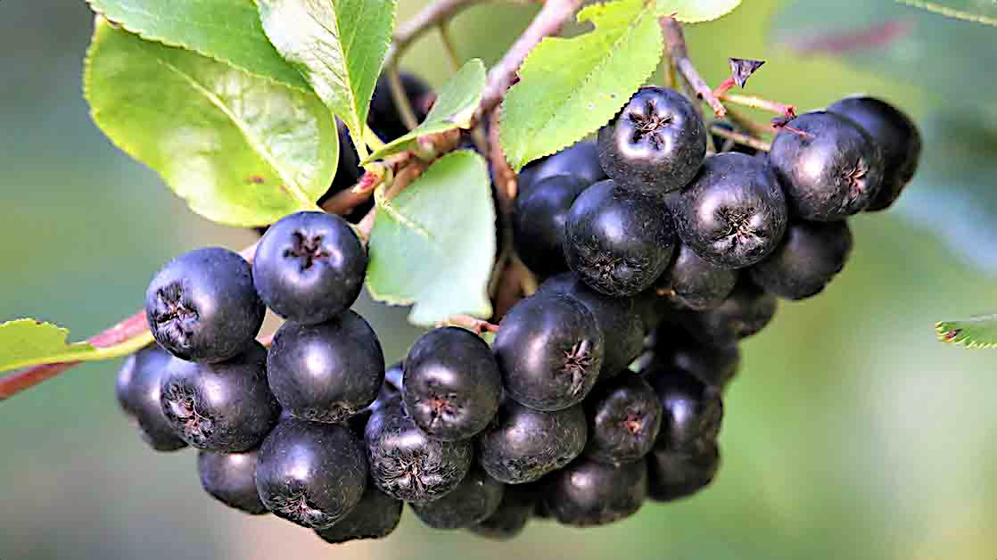 Cluster of dark Black Chokeberries with green leaves on a blurred natural background