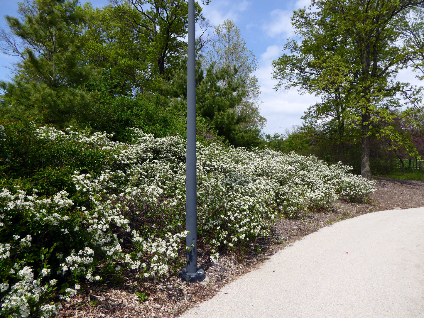 Flowering Chokeberry bushes along a pathway with trees in the background