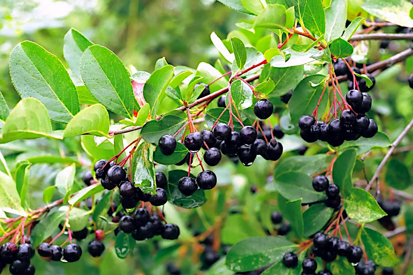 Branch of black Chokeberries with green leaves on a blurred natural background