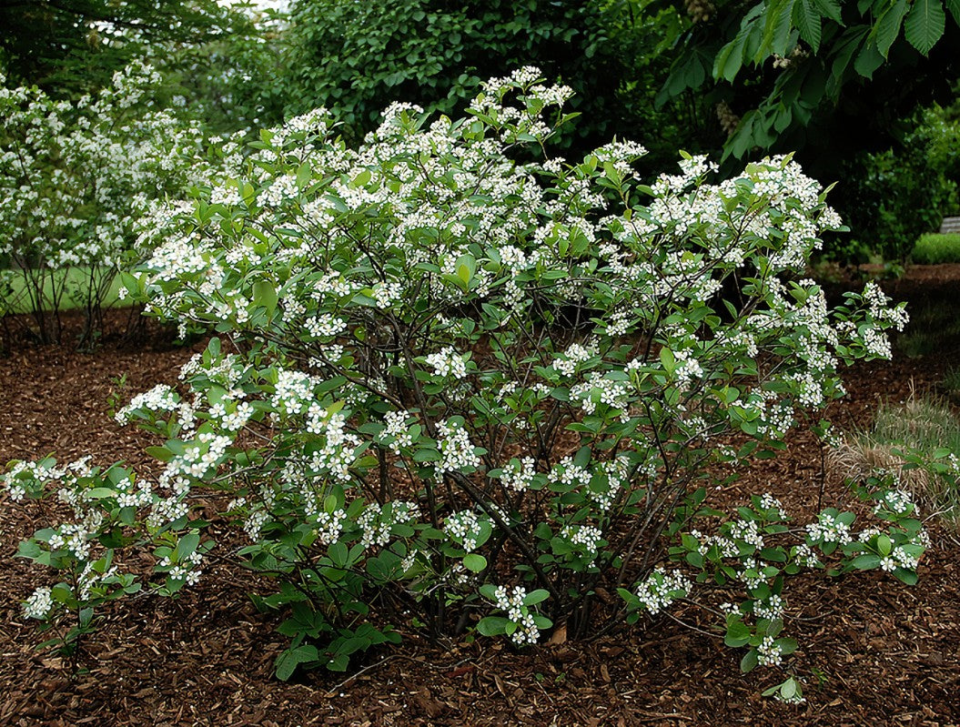 Black Chokeberry Bush with white flowers and green leaves in a garden setting