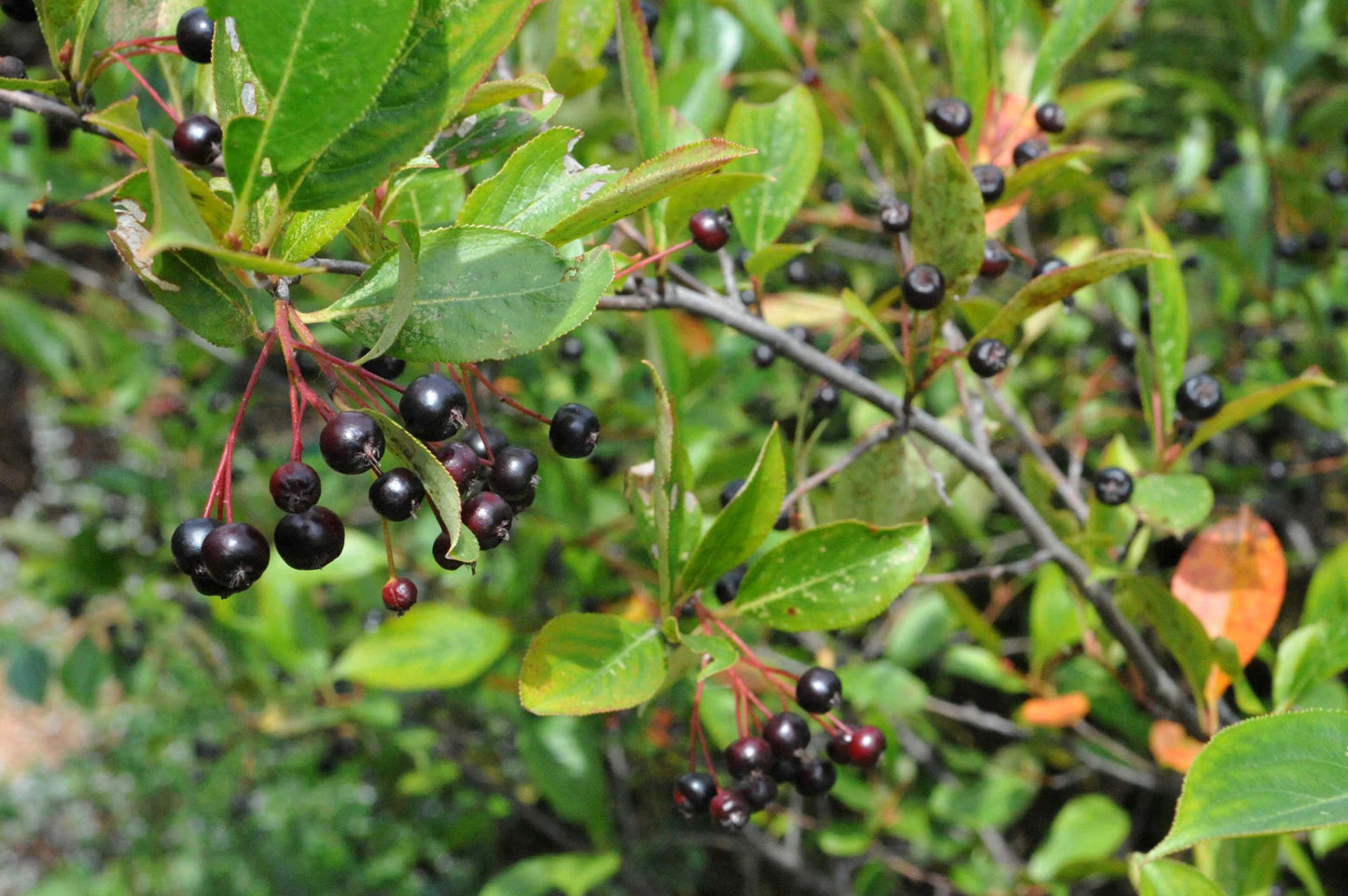 Bunch of black chokeberries on a green leafy branch