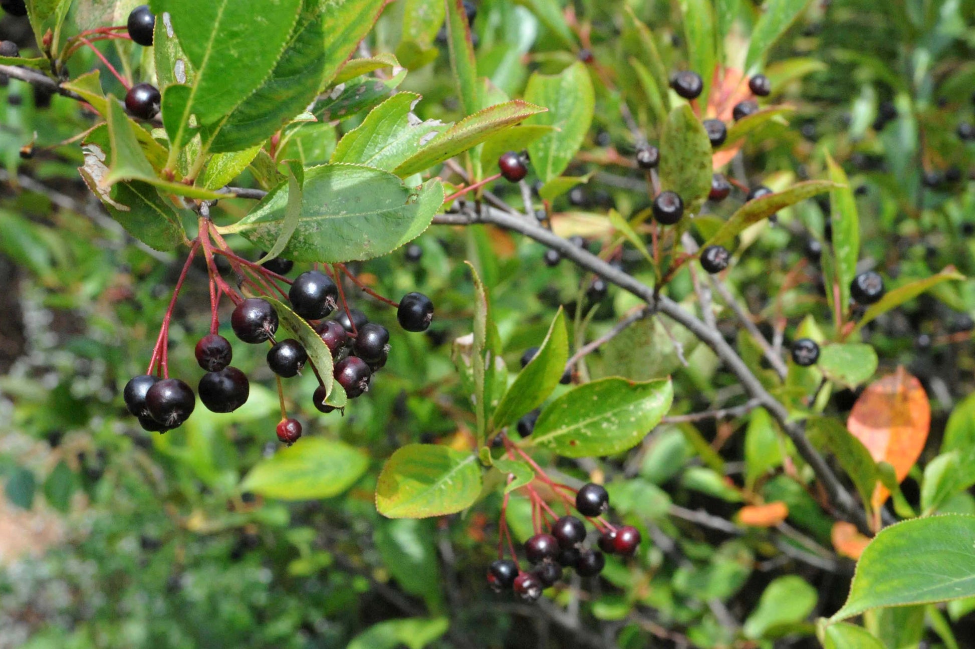 Bunch of black chokeberries on a green leafy branch