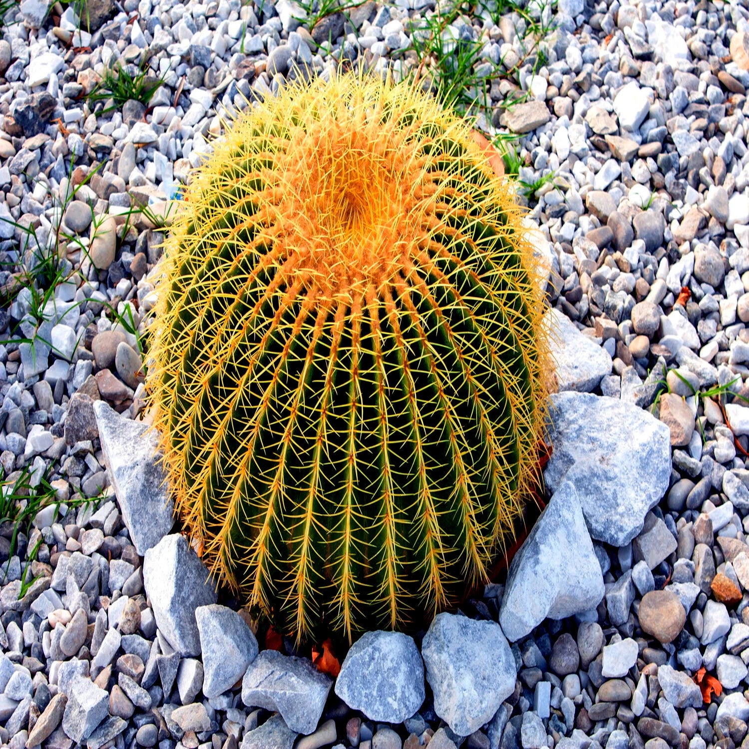 Golden barrel cactus on a bed of small rocks