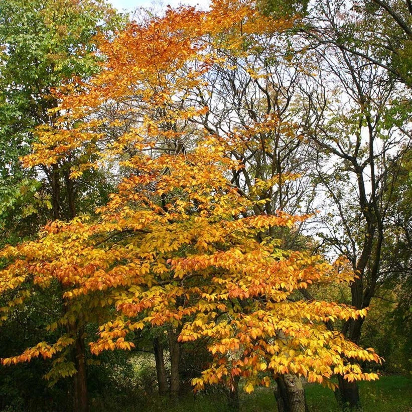 American Beech Tree with vibrant orange and yellow leaves in a forest setting. (Fagus grandifolia)
