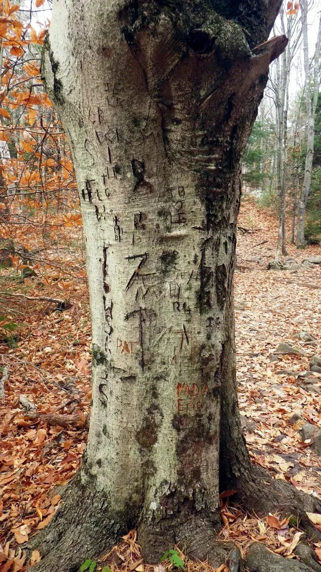 American Beech Tree trunk with knife carved initial written on bark in a forest setting. (Fagus grandifolia)