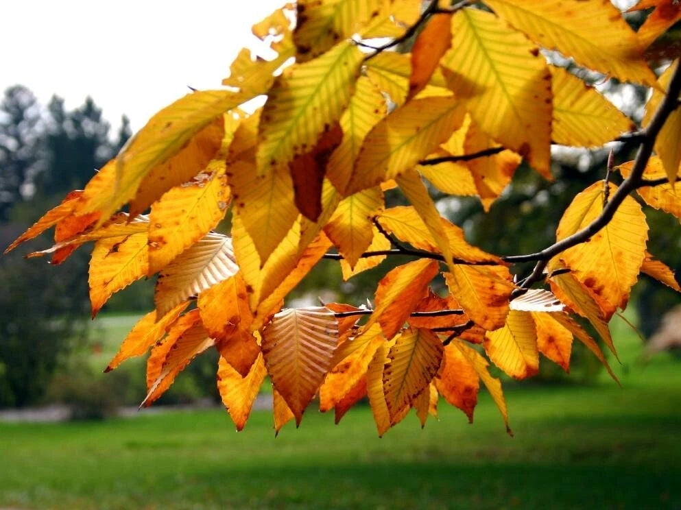 Branch of an American Beech tree with yellow leaves against a blurred green background. (Fagus grandifolia)