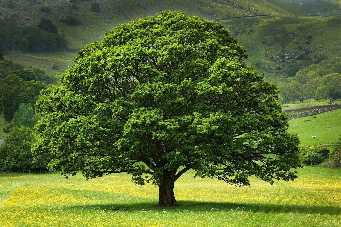 Large green American Beech tree in a green field with rolling hills in the background