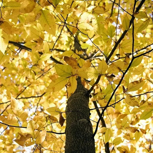 American Beech Tree with yellow leaves in autumn. (Fagus grandifolia)