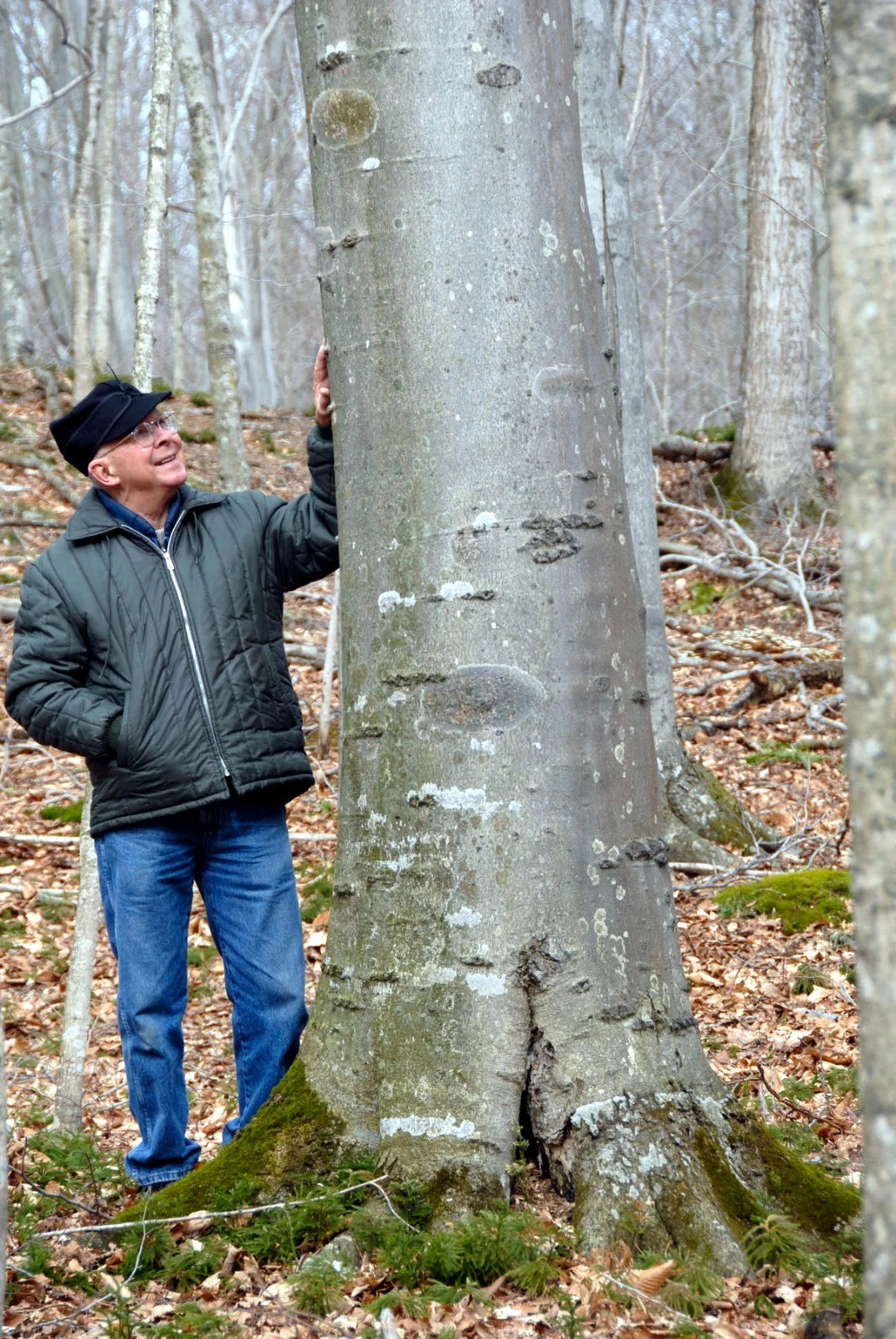 Man standing next to a large Beech tree in a forest
