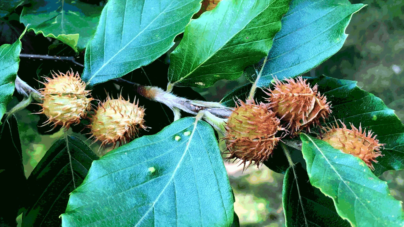 Spiky brown nuts on an American Beech tree branch with green leaves