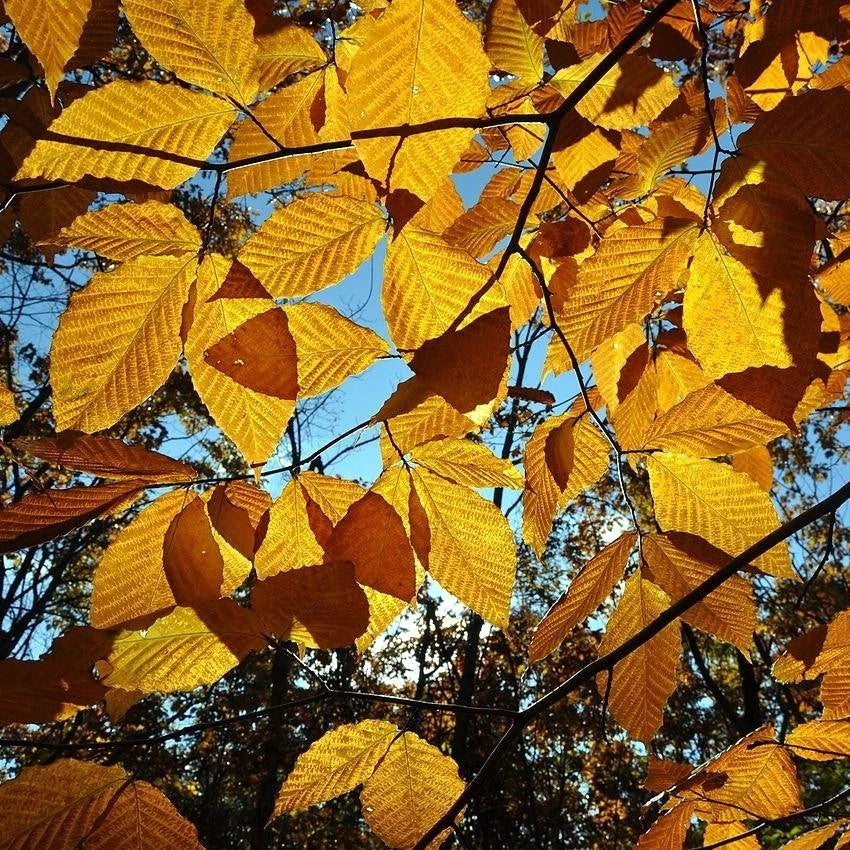 Close-up of American Beech tree's golden-yellow autumn leaves with a clear blue sky in the background