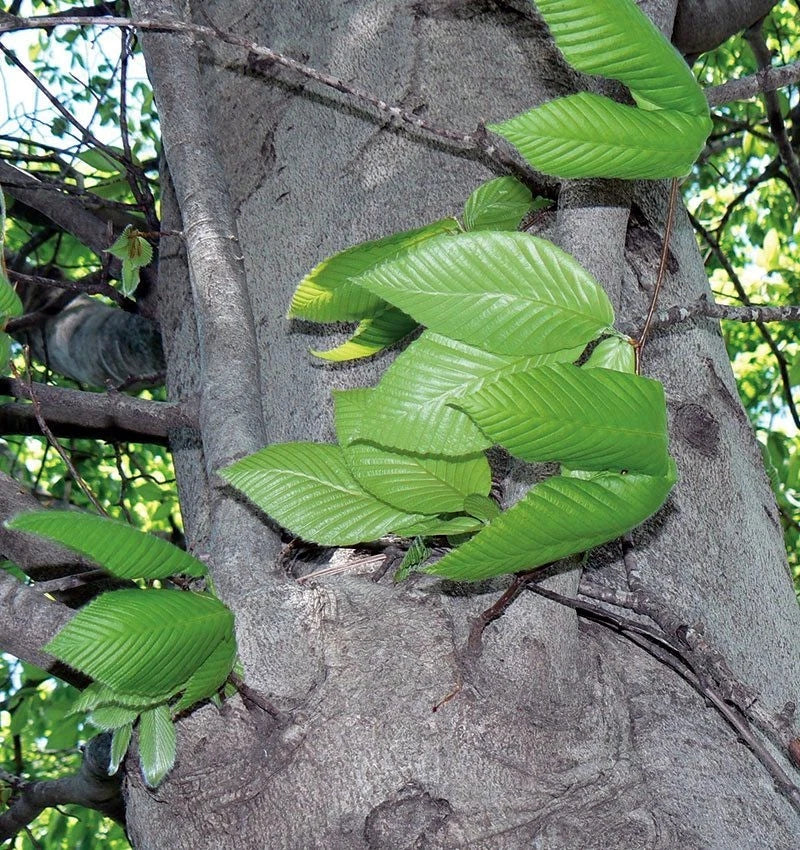Close-up of an American Beech tree trunk with green leaves