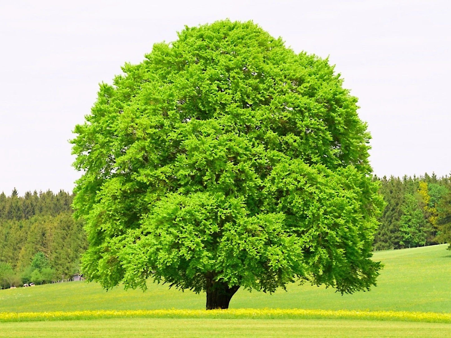 Large green American Beech tree in a grassy field with a clear sky